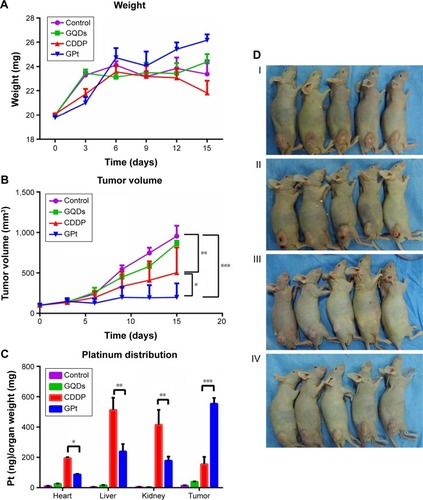 Figure 10 GPt inhibits tumor growth in vivo. (A) Average body weight of mice in each experimental group. (B) Tumor volumes of mice after the injection of PBS, GQDs, CDDP, and GPt, respectively. (C) Distribution of Pt between tumor and different organs detected by ICP-MS. (D) The graphical display of HSC3 xenograft mice after being injected with PBS (I), GQDs (II), CDDP (III), and GPt (IV), respectively. (E) HE staining (100×), IHC staining of HIF-1α protein (100×), and TUNEL (400×) of tumor tissues in groups treated with PBS, GQDs, CDDP, and GPt. (F) Representative HE staining images of major organs including heart, liver, and kidney collected from HSC3 tumor bearing mice after treatment with PBS, GQDs, CDDP, and GPt, respectively. *p<0.05; **p<0.01; ***p<0.005.Abbreviations: PBS, phosphate-buffered saline; HE, hematoxylin and eosin; IHC, immunohistochemistry; HIF-1α, hypoxia inducible factor-1α; ICP-MS, inductively coupled plasma-mass spectrometry; CDDP, cisdiamminedichloroplatinum (II); GQDs, graphene quantum dots; TUNEL, terminal deoxynucleotidyl transferase-mediated dUTP-biotin nick end labeling assay; GPt, polyethylene glycol-GQDs-Pt.