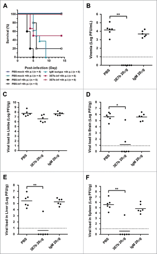 Figure 8. Therapeutic evaluation of mAb 3E7b against CHIKV-induced lethality in a neonate mouse model. Six-day old BALB/c mice were i.p injected with CHIKV of 4 × 105 PFU prior to administration of PBS, 20 μg of IgM isotype control or 3E7b at 8 h or 4 h p.i. (A) Survival (%) till 14 day p.i. is presented as Kaplan-Meier survival curves and statistically analyzed by log-rank test (GraphPad Prism 6). (B–F) Neonate mice were CHIKV-infected as described and post-treated with 20 μg of 3E7b at 4 h p.i. At day 2 p.i., serum and various tissues were harvested and quantitated for CHIKV titer. Thick line represents the mean virus titer and dashed line indicates the limit of the detection. Kruskal-Wallis test was performed across all treatment followed by a Dunn's post test to PBS infected control. Statistical significance is defined as *p < 0.05 and **p < 0.01 (GraphPad Prism 6).