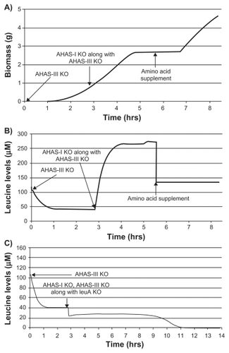 Figure 9 Effect of AHAS I, AHAS III knockout (KO) on growth and amino acid levels. Growth profile (A) of AHAS III knockout followed by AHAS I and III double knockout with and without isoleucine 30 μM, leucine 135 μM, and valine 200 μM (ILV) supplementation. Auxotrophic growth inhibition observed in the case of AHAS I and III double knockout mutant could be reversed in the presence of ILV supplementation. Leucine accumulation was observed in the case of AHAS I/III double knockout (B) whereas it was absent when leuA was knocked out in addition to AHAS I and III (C).