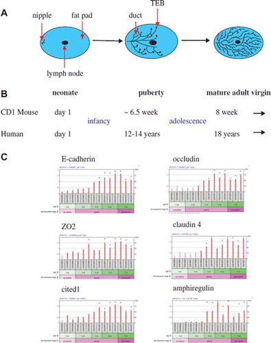 Figure 2. Pattern of epithelial-associated gene expression during pubertal mammary gland development. A. Diagrammatic representation of normal mammary gland development from pre-puberty to post-puberty. After birth, the mammary gland consists of a fat pad with a lymph node in the centre and has a primitive epithelial network extending from the nipple. TEB's appear at the onset of puberty and they drive the expansion of the tree and invasion of the fat pad by the ductal network. Post-puberty, the TEB's have regressed and the ductal network extends to the extremities of the fat pad. Tertiary side branching can be seen in the mature adult. B. A time-line of mammary development in mouse versus human. C. Gene expression time-course for epithelial expansion in the pubertal mammary gland. Microarray expression data extracted from the NCBI-Geo dataset record GDS2721, which contains expression microarray data from pre-pubertal to post-pubertal mouse mammary glands, http://www.ncbi.nlm.nih.gov/sites/GDSbrowser?acc=GDS2721. Here we show a time course for increased gene expression of genes associated with epithelial expansion that occurs in the mammary gland at puberty.