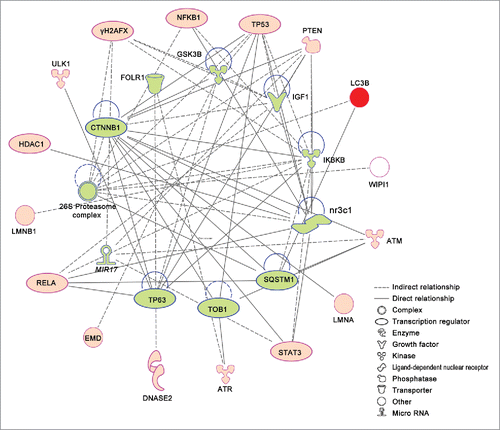 Figure 3. Ingenuity pathway analysis (IPA) networks of nuclear autophagy proteins in mammals. Nuclear autophagy proteins are represented on the outer circle in red. Predicted regulators are represented on the inner circle filled in green. Different shape denotes the nature of the molecules. A logic network that involves more than one link is determined using causal network analysis. The network is implemented and available within the datasets of software Ingenuity Pathway Analysis (IPA, http://www.ingenuity.com).