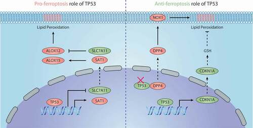 Figure 5. Dual role of TP53 in ferroptosis. 1) Pro-ferroptosis role of TP53. TP53 inhibits the expression of SLC7A11 or promotes the expression of SAT1, thus regulating ALOX12- or ALOX15-dependent lipid peroxidation reactions, respectively. 2) Anti-ferroptosis role of TP53. TP53 binds with DDP4 in the nucleus, which limits DPP4 binding to NOX1 to mediate ROS production in the cell membrane. TP53 also promotes the expression of CDKN1A, thereby inducing the production of GSH to inhibit lipid peroxidation. Abbreviations: ALOX12, arachidonate 12-lipoxygenase; ALOX15, arachidonate 15-lipoxygenase; CDKN1A, cyclin dependent kinase inhibitor 1A; DPP4, dipeptidyl peptidase 4; GSH, glutathione; NOX1, NADPH oxidase 1; SAT1, spermidine/spermine N1-acetyltransferase 1; SLC7A11, solute carrier family 7 member 11; TP53, tumor protein P53
