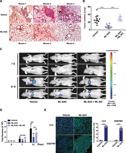 Figure 4. Administration of ML-SA5 suppresses melanoma metastasis in vivo. (A) Representative H&E-stained sections of lungs of mice injected with A-375 cells collected from Vehicle and ML-SA5 groups. PBS or ML-SA5 (2 mg/kg) was daily i.p. administrated for 3 weeks. Arrows denoted lung metastases. Scale bar: 1 mm. (B) Mean numbers of lung metastases at 3 weeks in mice with parental tumors that daily received PBS, ML-SA5 (2 mg/kg) i.p., and ML-SA5 (2 mg/kg) + ML-SI3 (16 mg/kg) following tumor implantation (P = 0.0000015679). n = 8–13. (C) Representative bioluminescent images of mice bearing metastases (A-375-luc) under i.p. injection of PBS, ML-SA5 (2 mg/kg), and ML-SA5 (2 mg/kg) + ML-SI3 (16 mg/kg) at 7 and 21 days. (D) The bioluminescence intensity in the animals depicted in C was quantified. Total flux of bioluminescence is used as a surrogate for xenograft size. n = 5–6. (E) Representative images displaying tumor tissue sections from Vehicle and ML-SA5 groups stained for LC3 and SQSTM1. Quantification of percentage of cells positive for LC3 and SQSTM1 per field of tissue sections from tumors of Vehicle and ML-SA5 groups, respectively. n = 8–9 sections from at least six animals from each group. Scale bar: 20 µm. Means ± SEM are shown in panels B, D, and E. Significant differences were evaluated using one-way ANOVA followed by Tukey’s test. *P < 0.05; **P < 0.01; ***P < 0.001.