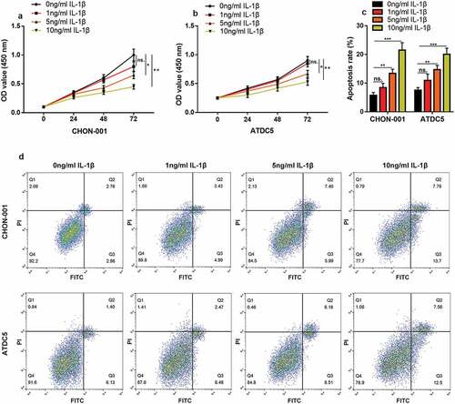 Figure 1. IL-1β induces inflammatory injury to chondrocytes in vitro. (a, b) CHON-001 and ATDC5 cells were treated with IL-1β (0 ng/mL, 1 ng/mL, 5 ng/mL, 10 ng/mL), and the viability of the cells was measured by CCK-8 assay. (c, d) Flow cytometry was employed to measure the apoptosis rate of CHON-001 and ATDC5 cells. ns.: not statistically significant