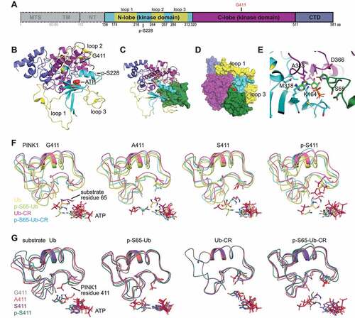 Figure 5. PINK1G411A improves relative positioning of ATP and substrate residue S65 within the active site. (A) Schematic representation of the entire human PINK1 protein including the mitochondrial targeting sequence (MTS), transmembrane region (TM) and N-terminal region (NT). Individual domains of the catalytically active fragment (aa 156–581) studied are color-coded: N- and C-lobes of the kinase domain in cyan and magenta, respectively; C-terminal domain (CTD) in blue. The three unique insertion loops are highlighted in yellow. Position 411 and the autophosphorylation site S228 are indicated. (B) 3D representation of the human PINK1 model with ATP shown in spheres. (C) 3D representation of the human PINK1 model with Ub bound shown as a green Connolly surface and ATP in stick representation. (D) The model is rotated 90° about the 45° -y/+x bisector, relative to (C). All components are represented as Connolly surfaces to indicate optimal packing was achieved. (E) Close-up of the PINK1, ATP, and Ub interface, with interacting residues represented as sticks. (F-G) Overlay of reduced representations of the different enzyme-substrate combinations with matching structures color-coded and aligned by (F) PINK1 variant or (G) substrate S65. PINK1 residues C388-Y431 containing the activation segment are depicted as ribbons and position 411, ATP, and S65 of the Ub substrates are shown in licorice stick rendering. (F) Positioning of S65 relative to WT PINK1, PINK1G411A, PINK1G411S, and PINK1p-S411 are shown from left to right and color-coded according to the substrates: Ub (yellow), p-S65-Ub (lime green), Ub-CR (magenta), and p-S65-Ub-CR (cyan). For PINK1G411A, note the alignment for ATP and the oxygen atom of S65 of both Ub and Ub-CR. (G) Positioning of PINK1 and residues 411 relative to the respective S65 residues of Ub, p-S65-Ub, Ub-CR, and p-S65-Ub-CR are shown from left to right and color-coded according to the PINK1 variant: G411 (gray), A411 (salmon), S411 (purple), and p-S411 (olive). For Ub-CR, note the almost identical overlap for the activation segments of all PINK1 variants.