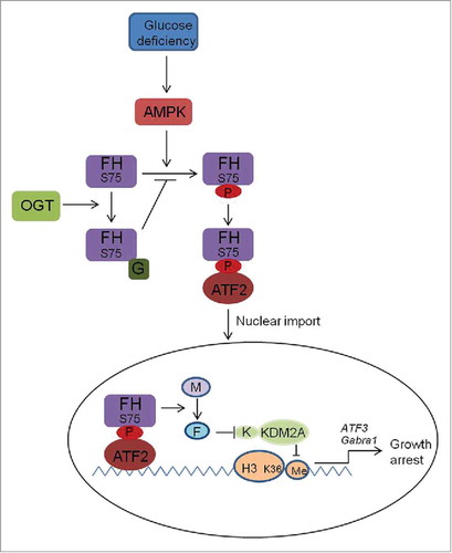 Figure 1. Transcription regulation by FH under the competitive modifications mediated by AMPK and OGT: AMPK phosphorates FH at Ser75 under glucose deficiency and induces FH-ATF2 complex formation and subsequent promoter association to activate cell cycle arrest gene expression. OGT competes with AMPK to O-GlcNAcylate FH at Ser75 and inhibits AMPK-FH-ATF2-mediated downstream effects. G, O-GlcNAcylation; M, malate; F, fumarate; K, α-KG; Me, methylation.
