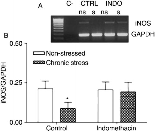 Figure 8.  Effect on iNOS mRNA expression in ileum of both control and indomethacin-treated rats. (A) Representative photograph of agarose gel showing RT-PCR products for inducible isoform of iNOS mRNA in ileum. C − , negative PCR control; CTRL (ns: control-nonstressed rat; s: control-stressed rat), and INDO (ns: indomethacin-nonstressed rat; s: indomethacin-stressed rat). (B) Bar diagram showing semiquantitative analysis by RT-PCR of iNOS mRNA expression. GAPDH, glyceraldehyde 3-phosphate dehydrogenase. Data are mean ± SEM, n = 13–16 animals/group. Stress induced a decrease in iNOS mRNA expression in control rats exposed to stressful stimuli. *p < 0.05 vs. control-nonstressed group, Student t-test.