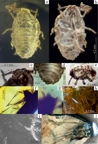 Figure 2. (a) Sidorchukaphis katyai sp. nov., dorsal side of the body; (b) S. katyae sp. nov., ventral side of the body (photo by Dmitry Vorontsov); (c) S. katyae sp. nov., head with right antenna (photo by Dmitry Vorontsov); (d) S. katyae sp. nov., abdomen, Ca – cauda, Wgm – wax glands marginal, Wgp – wax glands pleural (photo by Dmitry Vorontsov); (e) S. katyae sp. nov., larva (photo by Dmitry Vorontsov); (f) Baikuraphis abdominalis sp. nov., habitus; (g) B. abdominalis sp. nov., apical part of abdomen, Ca – cauda, Ap – anal plate; (h) Canadaphis ugolyaki sp. nov., fore and hind wings; (i) C. ugolyaki sp. nov., fore wing, scanning electron microscope view; (j) Ambaraphis baikurensis, specimen PIN 3730/109b, habitus. (Dmitry Vorontsov gave verbal consent for the use of photos taken by him in this publication).