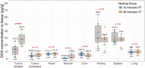 Figure 3. Doxorubicin biodistribution in rabbits administered LTSL-Dox and MR-HIFU hyperthermia. Comparisons between heating durations of 10 min vs. 40 min were made for each tissue type by t-test, Bonferroni-corrected p values are indicated.