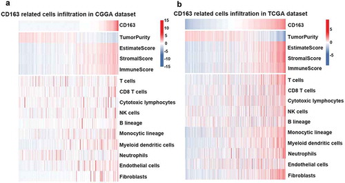 Figure 4. CD163 was tightly associated with immune score and infiltrated cells in tumor microenvironment. (a and b, upper panel) CD163 was positively related with immune score and stromal score. (a and b, lower panel) CD163 was closely related to infiltrated cells in tumor microenvironment.
