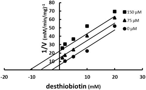 Figure 6. Multiple inhibition pattern for desthiobiotin and SABA1. The concentration of desthiobiotin was varied at fixed increasing concentrations of SABA1. ATP and biotin were held constant at subsaturating levels. Curves are the best fit of the data to EquationEquation (3)(3) v=V1+LKL+JKJ+LJαKLKJ(3) . Points are the experimentally obtained velocities.