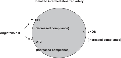 Figure 1 Changes in responsiveness in small to medium sized artery compliance in patients with early insulin resistance syndrome. There is increased responsiveness to angiotensin II (AT2) mediated by both AT1 and AT2 receptors producing decreased and increased compliance respectively. There is also increased basal nitric oxide activity producing an increase in compliance when measured as the reduction in compliance to nitric oxide synthase inhibition.