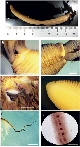 Figure 6. Myxicola cosentinii. (a) entire worm; (b, c) peristomial ring, ventral and lateral view; (d) complex of ventral and dorsal lips; (e) pygidium; (f) radiolar tip; (g) radiolar eyes. Scale bars: b, c = 2 mm; d, f = 1 mm; e = 0.5 mm; g = 0.1 mm.