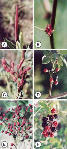 Figure 1 (A) Red unripe poisonous fruit of Nerium oleander. (B) The spiny unripe red fruits of Emex spinosa. (C) Red prickles cover the unripe pods of Hedysarum spinosissimum. (D) Poisonous unripe red fruits and a ripe black fruit of Rhamnus alaternus. (E) Red unripe fruits of Pistacia palaestina. (F) Red sour unripe fruits and sweet black ripe fruits of Rubus sanguineus.