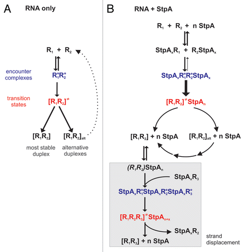Figure 3 A Generalized Model for StpA Activities. (A) Two annealing RNAs (R1 and R2 with complementary sequences) run through different states before they form a duplex. In addition to the most stable double-strand, alternative duplexes (indicated by the subfix ‘alt’) can form and, depending on their thermodynamic stability, eventually fall apart again. (B) Proposed mechanisms for StpA-facilitated RNA-RNA annealing and strand displacement. Partial opening of the R1R2 duplex (indicated through parentheses) allows the R1-complementary R3 RNA to invade the double-strand.