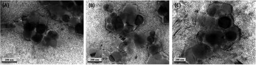Figure 1. TEM micrographs of freshly prepared AmB-NLCs (A) uncoated-NLCs; (B) 5%Eu-NLCs, and (C) 7.5%Eu-NLCs.