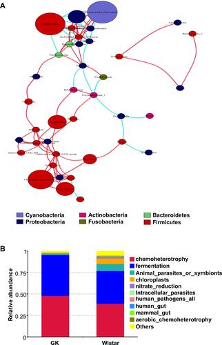 Figure 7 The network diagram and functional prediction of gastric microbiota of Wistar rats and GK rats.Notes: (A) Correlation network analysis of gastric microbiota (Spearman correlation analysis), the red connecting lines indicate a significant positive correlation between the microbiota, whereas the blue ones denote a significant negative correlation; (B) the relative abundance of different functions of gastric microbiota between the Wistar rats and GK rats.