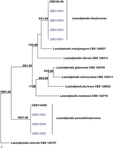 Fig. 2 (Colour online) Phylogram generated from parsimony analysis based on combined ITS and tef sequence data of 16 isolates of Lasiodiplodia. The sequence data for isolates JZB313001–JZB313007 were obtained in this study and sequence data for the other isolates were obtained from Phillips et al. (Citation2013). Parsimony bootstrap support values above 50% and Bayesian posterior probabilities greater than 0.95 are indicated above the nodes. The ex-type and voucher strains are in bold. The tree is rooted with Lasiodiplodia citricola CBS 124 707.