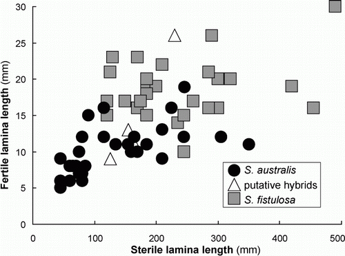 Figure 5  Fertile and sterile lamina lengths for 63 collections of S. australis, S. fistulosa and their putative hybrids.