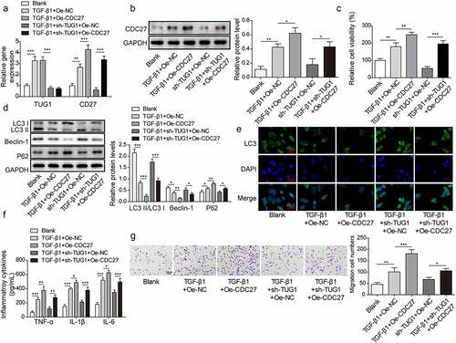 Figure 5. CDC27 overexpression reversed the effect of lncRNA TUG1 silencing on autophagy and inflammation in TGF-β1-stimulated RLE-6TN cells.