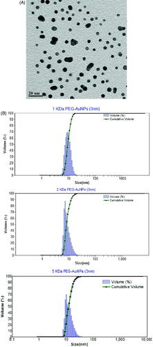 Figure 1. Characterization of AuNPs. Panel A. Transmission electron micrograph of uncoated 5 nm particles. The average primary size was 5 ± 2 nm (mean ± SD) based upon measurement of 100 particles. Panel B. Particle size distribution of 5 nm AuNPs. Particle size distributions for 1 kDa, 2 kDa and 5 kDa PEG-coated particles. The average hydrodynamic radiuses were 12 ± 2, 16 ± 2 and 22 ± 4, respectively (mean ± SD).