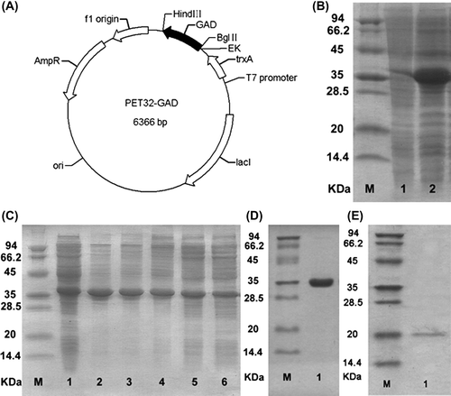 Figure 1. Recombinant expression of GAD. (A) Plasmid map of GAD in pET32. (B) Auto-induction-mediated recombinant expression of GAD. M, protein Marker; 1, total protein before auto-induction; 2, total protein after auto-induction. (C) Ammonium sulfate precipitation of GAD. M, protein maker; 1, supernatant of cell lysate; lane 2 to 6 are the samples from ammonium sulfate precipitation (20%– 60% ammonium sulfate). (D) Purified Trx-GAD. M, protein marker; 1, purified Trx-GAD. (E) Purified GAD. M, protein marker; 1, purified GAD.