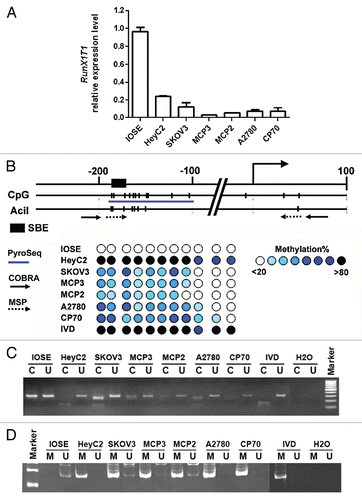 Figure 2 RunX1T1 is epigenetically silenced by promoter methylation in ovarian cancer cell lines. (A) RunX1T1 expression in IOSE and ovarian cancer cell lines. Total RNA were isolated from various cells and converted into cDNA for amplification with specific primers for RunX1T1. Relative level of expression after quantitative RT-PCR analysis were calculated and compared with IOSE (set as 1). (B) Bisulphite pyrosequencing analysis of CpG sites at RunX1T1 promoter from −187 to −104 in IOSE and ovarian cancer cell lines. Upper part indicates the genome map of RunX1T1 promoter with corresponding locations of all CpG sites from −236 to +98 and AciI cut sites in this region. Lower part illustrates DNA methylation at each CpG site (circle) of different samples with intensity of blue color indicating methylation level. The CpG sites interrogated by bisulphite prosequencing are indicated by blue bar underneath. IVD (in vitro methylated DNA) was included as positive control of bisulphite pyrosequencing. The Methylation status of the RunX1T1 promoter region was analyzed by COBRA assay (C) and MSP (D). In COBRA assay, bisulphite-modified DNA was PCR amplified by and digested with AciI. C, digested by restriction enzyme; U, undigested control. In MSP reaction, M and U indicates the presence of methylated and unmethylated alleles respectively. For both reaction, IVD (in vitro methylated DNA) was used as positive control for methylation and water (H2O) was used as a negative control for PCR. The locations of the primers for COBRA and MSP reaction are indicated by arrows.