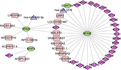 Figure 5. Construction of gene-TF- miRNA-lncRNA network of the key genes.