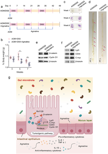 Figure 6. Promotive effects of agmatine on carcinogen-induced intestinal tumorigenesis of mice.