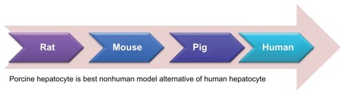 Figure 2 The pig liver is closer to human liver anatomy than rat or mouse liver.Notes: Therefore, we investigated the drug metabolism of diazepam and its metabolites in both human and porcine hepatocytes. It is widely accepted that the porcine hepatocyte is the best nonhuman model to use as an alternative to human hepatocytes, due to shortages or unavailability of human hepatocytes.