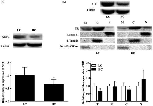 Figure 1. Western blot analysis of the relative expression of liver NRF2, β-actin, GR, Lamin B1, β-tubulin and Na+/K+-ATPase protein in goats fed high- (HC) versus low-concentrate (LC) grain diets. (A) NRF2 expression in total liver protein; (B) GR expression in the cell membrane (M), cytoplasm (C) and nucleus (N), and hepatic total GR protein expression (T). Cell membrane, cytoplasm and nucleus fractions were obtained by standard subcellular fractionation and were analysed by western blotting. Controls of the cell membrane, cytoplasm and nucleus fractions were performed using an antibody against Na+/K+-ATPase, β-tubulin and Lamin B1, respectively. The Mw of β-actin, GR, NRF2, Lamin B1, β-tubulin and Na+/K+-ATPase proteins is 42, 95, 68, 67, 55 and 100 kDa, respectively. These autorads shown from a single goat are representative of six goats. *p < .05 versus LC. All data are presented as the mean ± SD. n = 6/group. GR: glucocorticoid receptor; NRF2: nuclear factor E2-related factor 2; Na+/K+-ATPase: sodium-potassium ATPase pump.
