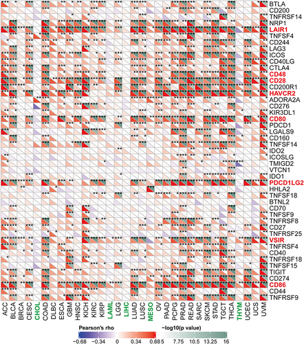Figure 5 Relationship between MRC1 expression and immune checkpoint molecules. Heatmap illustrating the correlation coefficients between MRC1 expression and the expression levels of 47 immune checkpoint genes across various cancer types. Red color indicates the checkpoints that positively correlated with MRC1 expression, Green color indicates the certain cancer types that negatively correlated with most checkpoints. *:P<0.05; **:P<0.01; ***:P<0.001.