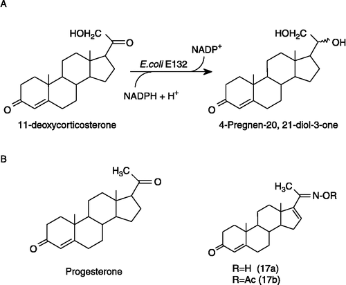 Scheme 1 (A): converting DOC to 20-dihydro-DOC (4-pregnen-20,21-diol-3-one), a whole cell biotransformation performed by E. coli E132. (B): Progesterone and the 20-oxime derivatives thereof as potent dual inhibitor of 5α-reductase types I and II and 17α-hydroxylase-C17,20-lyase (according to Ling et al. [Citation18]).