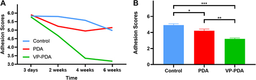 Figure 4 Verapamil-loaded polydopamine nanoparticles decreased adhesion scores after tendon surgery. (A) The change in adhesion scores over time (n = 2 per group at each time point). (B) Adhesion scores at four weeks after surgery. VP-PDA NPs, verapamil-loaded polydopamine nanoparticles. PDA NPs, polydopamine nanoparticles. The bars represent mean ± SEM (n = 8 per group). *p<0.05; **p<0.01; ***p<0.001.