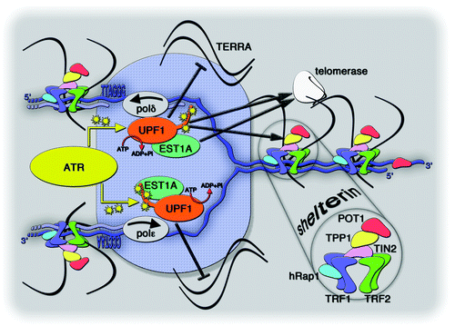 Figure 2. Speculative model depicting UPF1 association with a replicating telomere. Repetitive telomeric DNA, in blue, is composed of double stranded 5′-TTAGGG-3′/5′-CCCTAA-3′ repeats and it unwinds into single-stranded telomeric DNA within the replication fork, shown as a blue shaded ellipse. UPF1 physically interacts with the lagging-strand polymerase polδ and, possibly, with the leading-strand polymerase polε. Both polymerases are in gray and the arrows indicate the direction of replication on the two strands. The ATPase activity of UPF1 is indicated by the reaction ATP → ADP + inorganic phosphate (Pi). ATR (in yellow) phosphorylates UPF1, presumably within its C-terminal tail. Human EST1A (in green) directly interacts with UPF1. Black arrows indicate interactions between UPF1, hEST1A, TPP1 (in yellow within the shelterin complex), and telomerase (in white). The black inhibitory bar indicates the putative function associated with UPF1 in displacing TERRA from the replicating telomere.