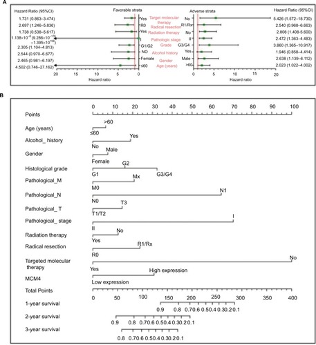 Figure 8 The relationship between MCM4 and clinical information.Notes: (A) Stratified analysis of association between MCM4 and overall survival in pancreatic ductal adenocarcinoma. (B) Nomogram for predicting the 1-, 2-, and 3-year event (death) with MCM4 and clinical information.Abbreviation: MCM, minichromosome maintenance.