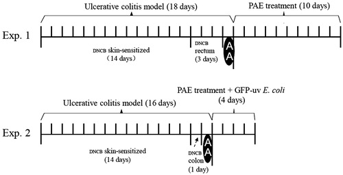 Figure 1. Experimental protocols of the study. (A) Study with dinitrochlorobenzene (DNCB) and acetic acid (AA)-induced ulcerative colitis rats; (B) study with bacterial translocation of colitis rats.