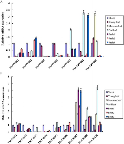 Figure 5. Relative expression levels of invertase genes in different tissues and the stage of fruit development. Expression patterns of acid invertases (a) and neutral/alkaline invertases (b).Note: qRT-PCR analysis was performed to measure the expression levels. The x-axis represents the different tissues and the stage of fruit development and the y-axis represents the relative expression levels of the genes, shown as mean values ± SD from three replications. Pyrus EF1a (accession No. AY338250) was used as internal reference.