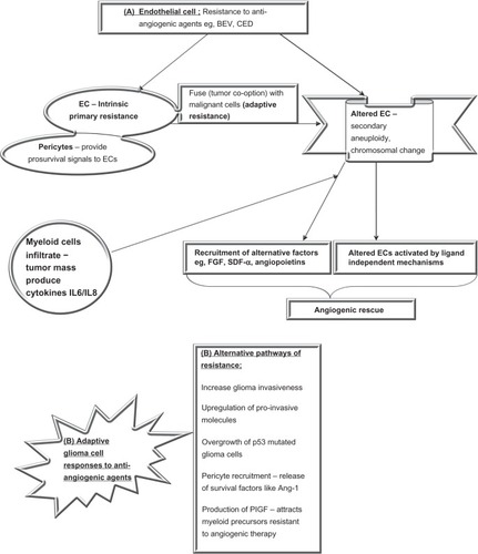 Figure 3 Mechanisms of resistance to BEV appear to be of two major types.