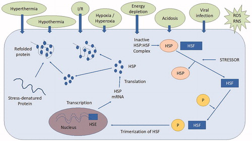 Figure 7. Molecular mechanism of heat shock protein (HSP) synthesis: the heat shock factors (HSF) present in the cytosol are bound with HSP to maintain an inactive state. The wide variety of heat stressors (HS) can activate the HSF causing them to get detached from HSP. Then, HSF are phosphorylated (P) by protein kinases to form trimers in the cytosol. This HSF trimer complex enters the nucleus and bind with heat shock elements (HSE) in the promoter region of the HSP gene. HSP70 mRNA is then transcribed and leaves the nucleus into the cytosol where new HSP70 is synthesised. The newly synthesised HSP protects the cells by acting as a molecular chaperone facilitating the assembly and translocation of newly synthesised proteins within the cell and repairing and refolding damaged proteins in heat stressed subjects (Source: Sejian et al. Citation2019). I/R: ischemia/reperfusion; ROS: reactive oxygen species; RNS: reactive nitrogen species.