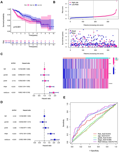Figure 4 Construction of a prognostic risk signature based on FNBP4-related cuproptosis regulators. (A) Kaplan-Meier curve for risk scores in TCGA-LIHC patients. (B) Distribution of risk scores, survival status, and gene expression of signature (LIPT1, DLAT, and CDKN2A) for the TCGA-LIHC patients. (C and D) The associations between risk score and OS in TCGA-LIHC patients using univariate (C) and multivariate (D) Cox regression analysis. (E) ROC curves of risk score and other clinicopathological characteristics (age, grade, and stage) for one year in the TCGA-LIHC patients.