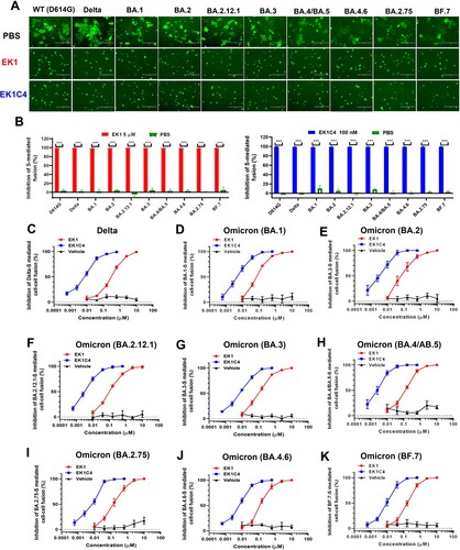 Figure 2. Efficacy of EK1 and EK1C4 against cell-cell fusion mediated by S proteins of SARS-CoV-2 and its variants. (a), Representative images of cell-cell fusion mediated by WT(D614G)-S, Delta-S, BA.1-S, BA.2-S, BA.2.12.1-S, BA.3-S, BA.4/BA.5-S, BA.4.6-S, BA.2.75-S and BF.7-S on Caco2 cells after coculture for 10 h in the presence of EK1 (5 µM), EK1C4 (0.1 µM) or PBS; scale bar = 400 µm. (b), Inhibition of EK1 (5 µM) and EK1C4 (0.1 µM) on S-mediated cell-cell fusion. (c-k), Efficacy of EK1 and EK1C4 against Delta-S-, BA.1-S-, BA.2-S-, BA.2.12.1-S-, BA.3-S-, BA.4/BA.5-S-, BA.2.75-S-, BA.4.6-S-, and BF.7-S-mediated cell-cell fusion. Samples were tested in triplicate, and the experiment was repeated once. Data from a representative experiment are presented in mean ± SD. Asterisks indicate significant differences (***P < 0.001).