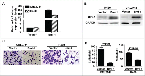 Figure 2. The exogenous expression of Bmi-1 reduces the invasiveness in H460 and CRL2741 cells. (A) Quantitative RT-PCR analysis of Bmi-1 gene in CRL2741 and H460 cells expressing control vector pMSCV or pMSCV/Bmi-1.The relative fold increase of transcripts is normalized to the amount of RNA harvested from cells expressing control vector pMSCV. GAPDH served as the internal control. The data are presented as the mean ± SD (n = 3). (B) Western- blot analysis of Bmi-1 protein in CRL2741 and H460 cells expressing control vector pMSCV or pMSCV/Bmi-1. GAPDH is used as a loading control. (C–D) An invasion assay analysis of the invasive properties in CRL2741 and H460 cells expressing control vector pMSCV or pMSCV/Bmi-1. (C) The invasive cells are stained by crystal violet and then photographed by fluorescence inversion microscope system. Original magnification ×200. (D) Invasive cells are plotted as the average number of cells per field of view from 3 different experiments. The data are presented as the mean ± SD (n = 3).