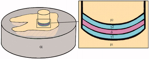 Figure 3. Schematic drawing of test setup and bonded components: epoxy (α), embedded section X (β1), dentin cylinder specimen Z (β2), adhesive layers (γ1, γ2) and resin cement (δ).
