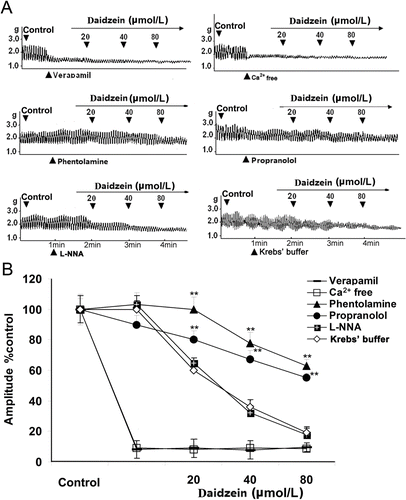 Figure 3.  Underlying mechanisms involved in daidzein-induced inhibition on the contractility of jejunal smooth muscle fragment (JSMF). Representative traces (A) and statistical analysis (B) of daidzein on the contractility of JSMF in the conditions of using Ca2+-free Krebs buffer, pretreatment with verapamil, phentolamine, propranolol, and L- NNA, respectively. The contractile amplitude of JSMF in normal contractile state is chosen as 100% (control), other data are the relative value compared to the control. **p < 0.01 indicates the data of the treatment groups compared with the corresponding data of daidzein control.