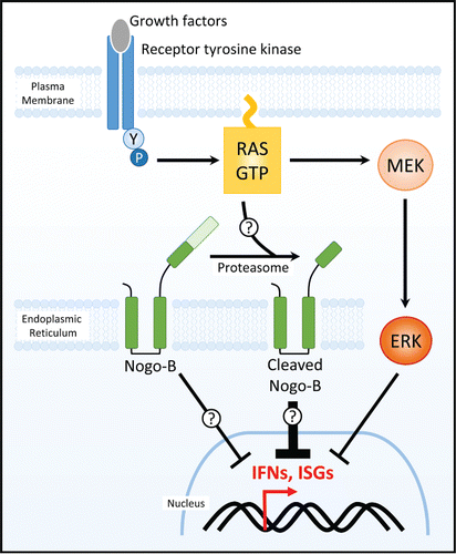 Figure 1. Ahn et al. identify Nogo-B as a novel modulator of interferon signaling. Activated Ras caused pronounced proteasome-dependent Nogo-B cleavage (ER-bound Nogo-B is depicted in this schematic that is likely also applicable to plasma membrane-bound Nogo-B).  Both full-length and cleaved Nogo-B contributed to reduced interferon signaling, with cleaved Nogo-B having more potent inhibitory effects. Nogo-B regulated interferon suppression occurred independent of the well-implicated Ras/MEK/ERK pathway. Detailed mechanistic links between Ras, Nogo-B, and IFN remain to be established.