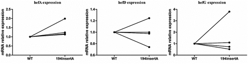 Figure 7. Comparison of efflux pump gene expression between wild-type strain and rdxA mutant strains.