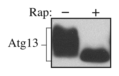 Figure 2. Wild-type yeast cells expressing Atg13 under the endogenous promoter from a multicopy plasmid (YEp351[APG13]) were grown in SD for 8 h and treated with rapamycin for 15 min as indicated. Protein extracts were analyzed by western blot using anti-Atg13 serum.