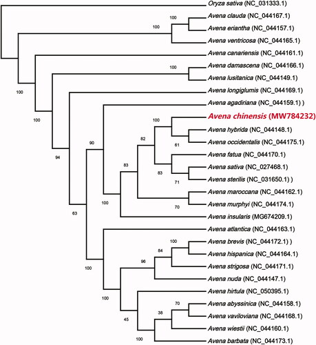 Figure 1. The ML tree based on the complete cp genome of A. chinensis and 26 other species of Avena, with Oryza sativa as outgroup. Numbers below or above the branches indicate the bootstrap value with 1000 replicates.