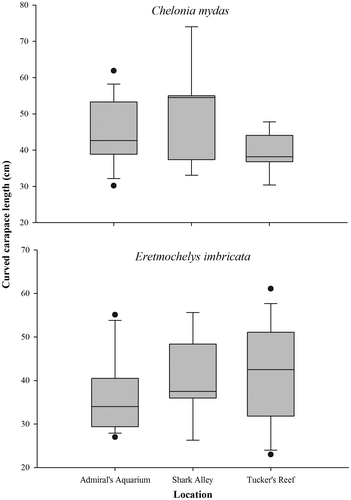 Figure 2. Size distributions of green (Chelonia mydas) and hawksbill (Eretmochelys imbricata) turtles captured during nocturnal surveys at Tucker’s Reef, Shark Alley and Admiral’s Aquarium.